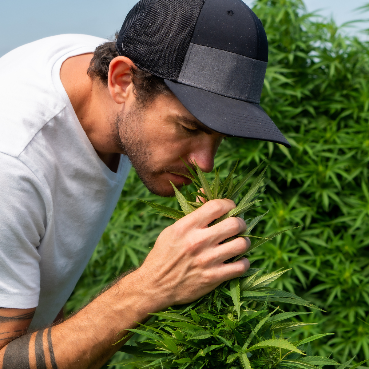 Man smelling hemp flower plant. Canvast Premium Organically Grown Hemp Flower